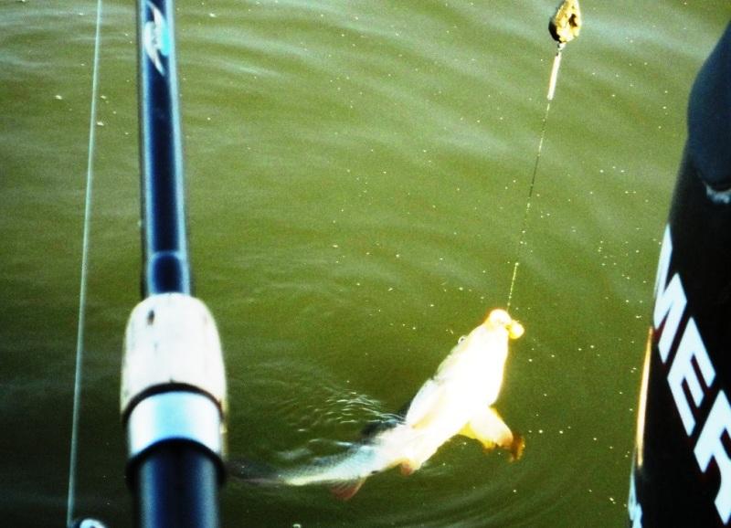 Delta iunie 2013 - dsc09828.JPG